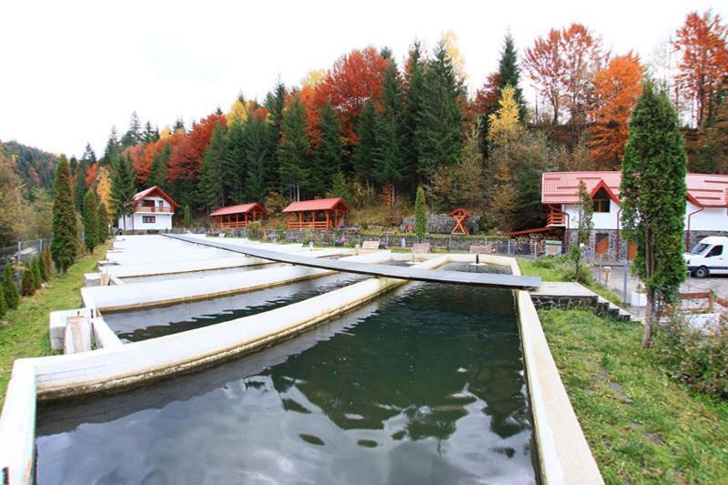 Hotel Paltinis Statiunea Dış mekan fotoğraf